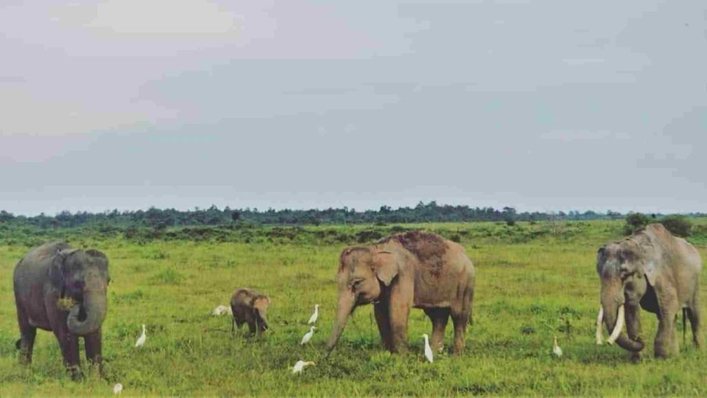 taman nasional way kambas lampung