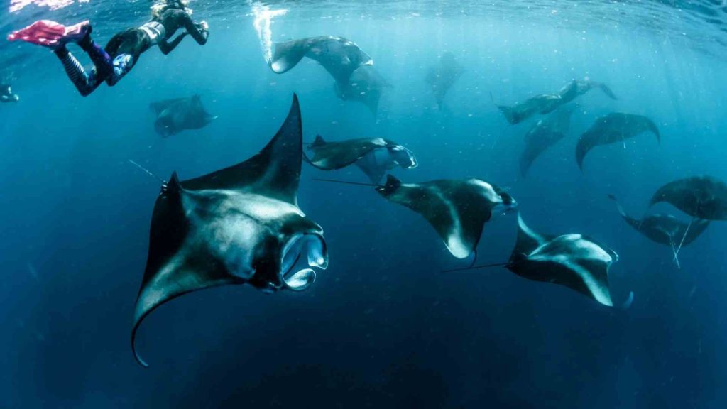 open trip manta point labuan bajo