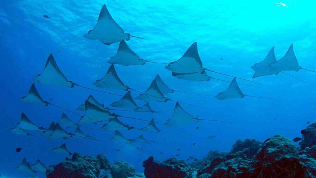 manta ray labuan bajo