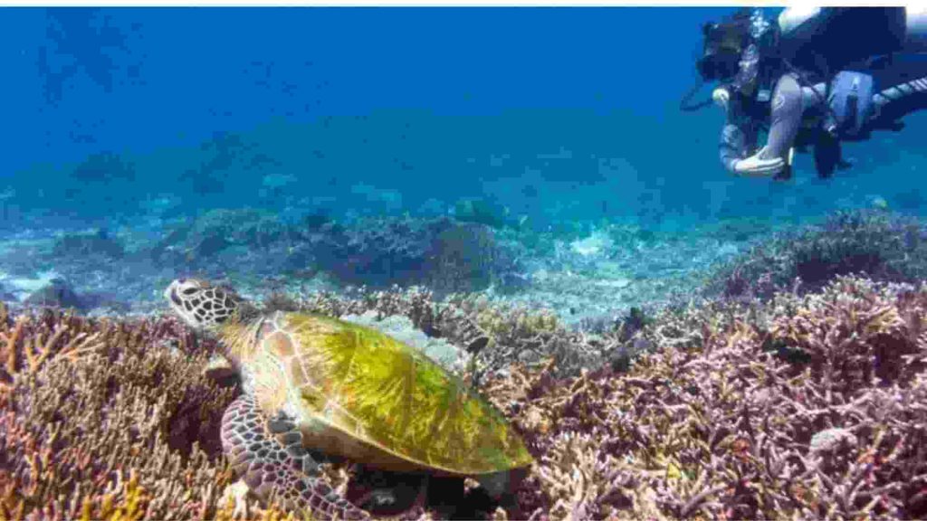pulau siaba labuan bajo