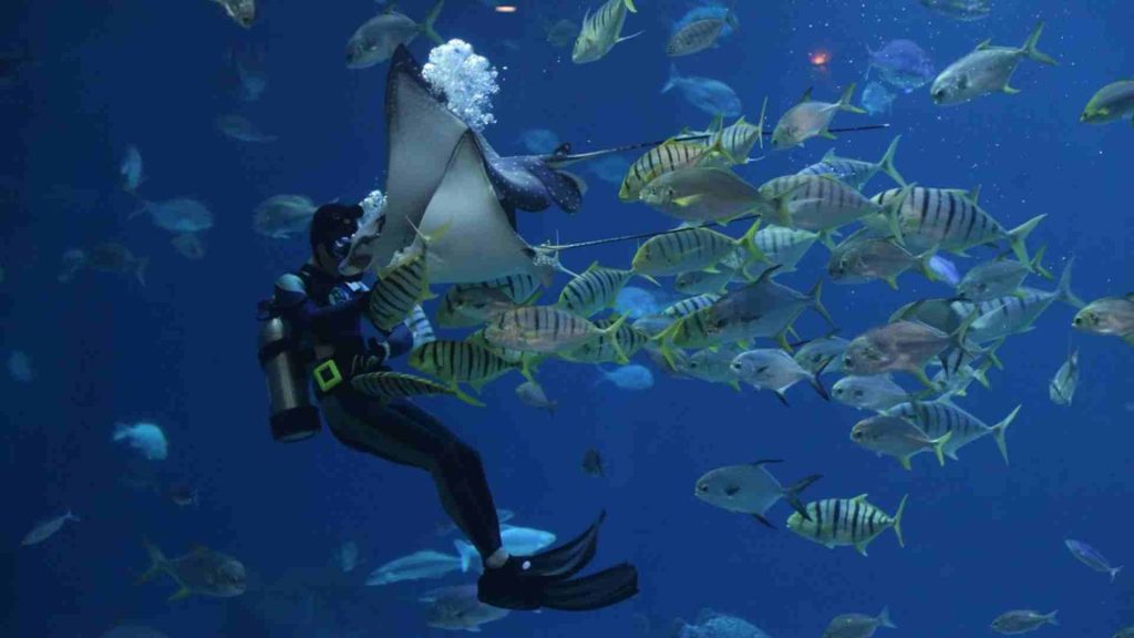 tour labuan bajo singapore