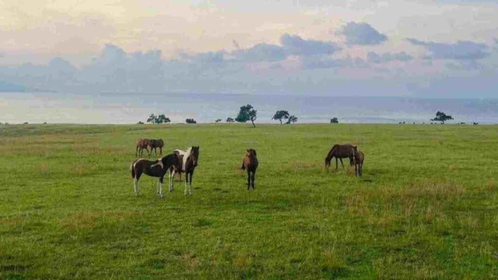 padang savana mausui
