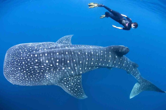 Paket Wisata Derawan