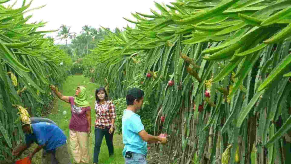 wisata petik buah naga banyuwangi
