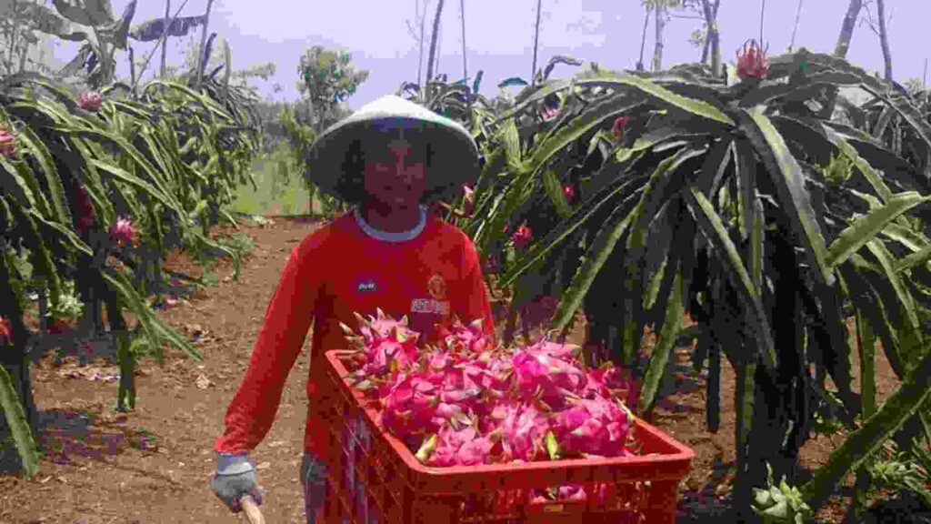 wisata petik buah naga banyuwangi