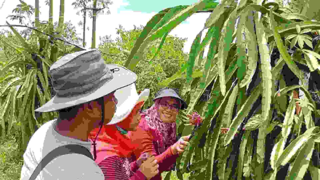 wisata petik buah naga banyuwangi