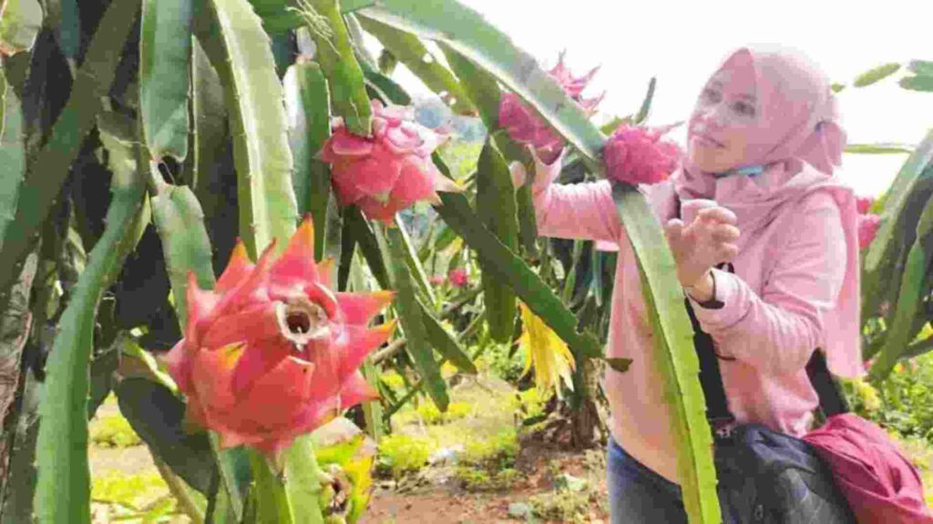 wisata petik buah naga banyuwangi